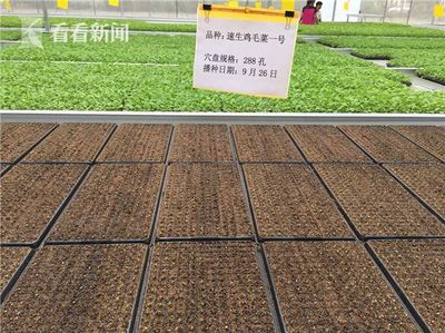 科技賦能民生 上海交大團(tuán)隊(duì)引領(lǐng)無(wú)公害農(nóng)業(yè)與智能交通新篇章